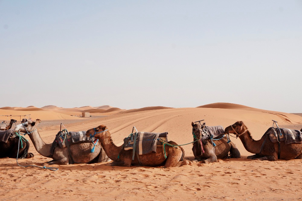 Sam Desert Safari